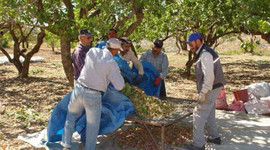 Antep fıstığı hasat edildi!