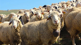 Kurbanlık fiyatları belli oldu