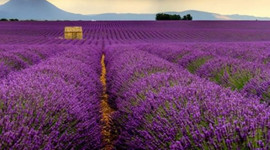 Mor tarlalara akın!