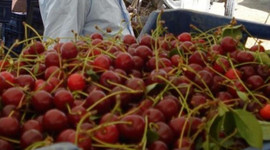 Vişnede fiyatlar üreticiyi üzdü