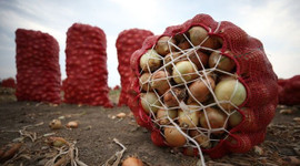 İşte soğanın tarla fiyatı