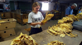 Tütün ürünlerinde vergi artırılacak