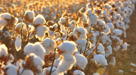 Sıcak hava en çok "beyaz altına" yarıyor