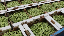 Fasulyenin 4 kilosu 360 bin liraya satıldı!