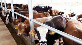 Migros ve CarrefourSA'da kurbanlık fiyatları belli oldu