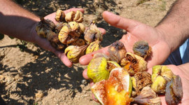 İnciri yağmur vurdu, çiftçiler dertli