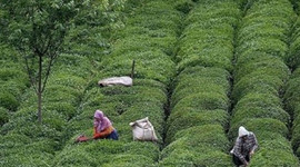 ÇAYKUR'dan bayram müjdesi!