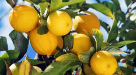 Limon fiyatları aldı başını gidiyor