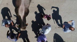 Değeri dudak uçuklattı!