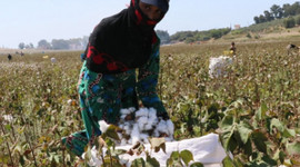 Pamuk hasadı başladı