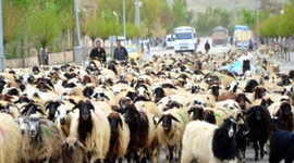 Bayram sonrası 50 bini dağıtılacak!