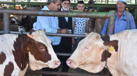 Hayvan pazarlarında bayram yoğunluğu