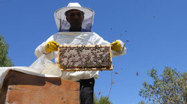 Bayburt'ta 2 bin tonun üzerinde bal rekoltesi bekleniyor