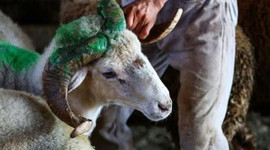 Kurbanlıklar tükendi!