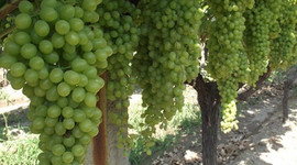 Yaş üzüm ihracatı yüzde 43 arttı