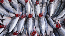 Balıkçının umudu palamut!