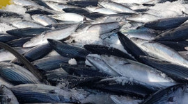 Karadeniz'den palamut fışkırdı