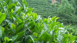 Çay ihracatı kazandırıyor