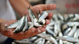 Fiyatı bir haftada yarı yarıya düştü