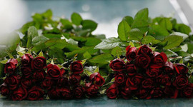 İthal gülün fiyatı artınca talep yerli üretime döndü