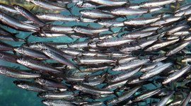 Ege'de sardalya bereketi