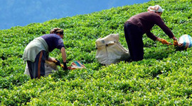 ÇAYKUR'dan tarihinin en büyük ikinci alımı!