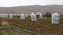 Yerli tohumlara 7 yeni çeşit eklendi
