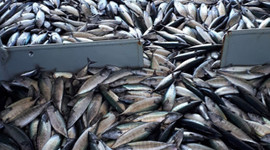 Karadeniz’de tonlarca palamut yakaladı