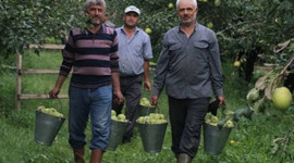 Deveci armutlarının hasadı başladı!