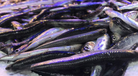 Hamsi ihracatı sezona hızlı başladı