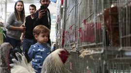 İki tavuk 4 bin 200 liraya satıldı