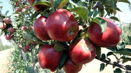 Niğde'de elma hasadı başladı: Üreticinin yüzü güldü