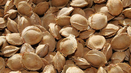 Kayısı çekirdeğinden 12 milyon dolar gelir