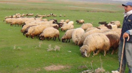 Hayvancılık desteklemelerinde değişiklik yapıldı