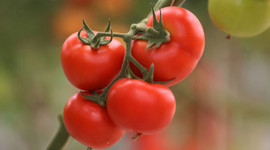 Fiyatı düşecek...