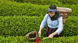 ABD'ye çay ihracatı artacak