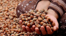 Giresun'da TMO fındık alımına başladı