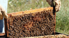 Almanya'ya 150 ton bal ihracatı