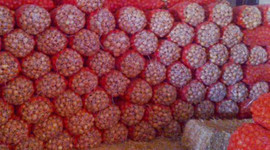 Soğanı fiyat artırmak için depoya hapsettiler