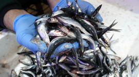 Hamsi iki ayda 1,6 milyon dolar kazandırdı