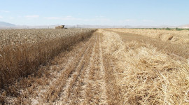 TMO'dan çiftçiye 'alım fiyatı' müjdesi