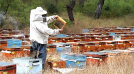 Devlet desteğiyle yılda 60 ton bal üretiyor