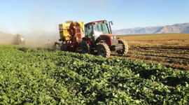 Tarım ÜFE kasımda arttı