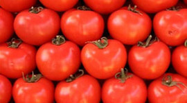 22 ton domateste tehlikeli haşarat çıktı