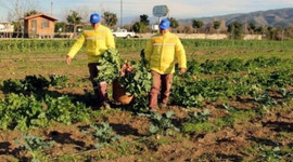 Ata tohumları yeniden hayat buluyor