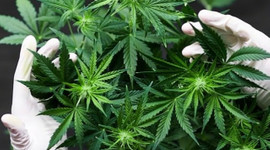 Dünya kenevir pazarı 4 milyar dolar büyüklüğünde