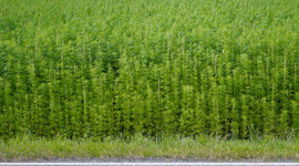 Cumhurbaşkanı'nın o sözlerinden sonra binlerce yatırımcı kenevir için harekete geçti!