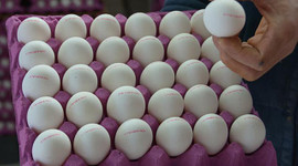 Tavuk yumurtası üretimi azaldı