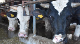 Toplanan inek sütü miktarı kasımda azaldı