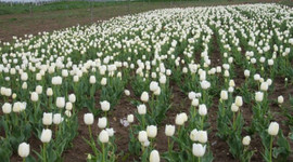 Teşvikle başladığı işte siparişleri yetiştiremiyor